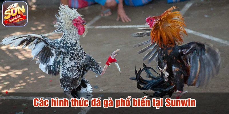 Các hình thức đá gà phổ biến tại Sunwin
