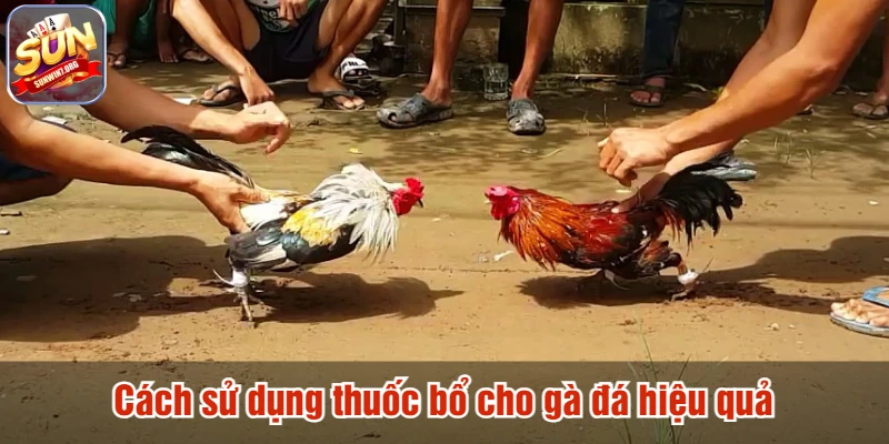 Cách sử dụng thuốc bổ cho gà đá hiệu quả