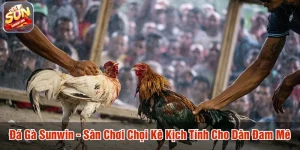 Đá gà Sunwin