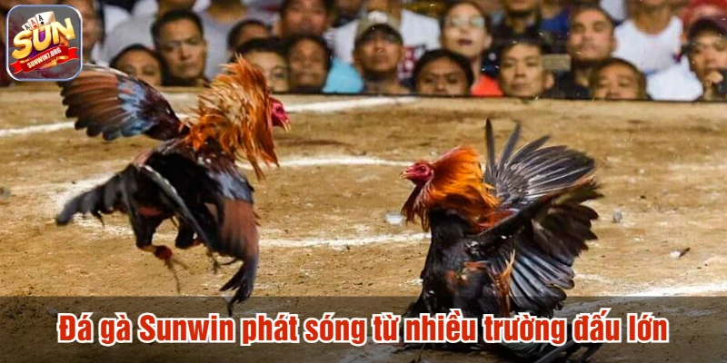 Đá gà Sunwin phát sóng từ nhiều trường đấu lớn