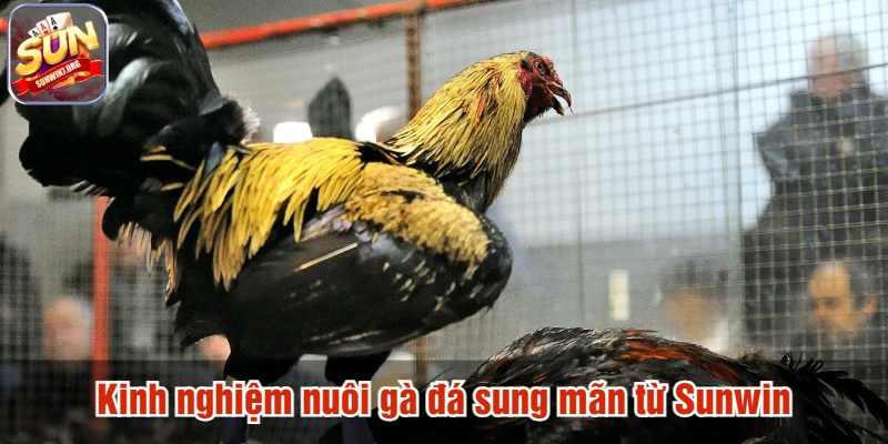 Kinh nghiệm nuôi gà đá sung mãn từ Sunwin