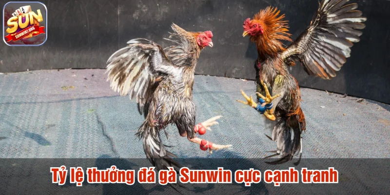 Tỷ lệ thưởng đá gà Sunwin cực cạnh tranh